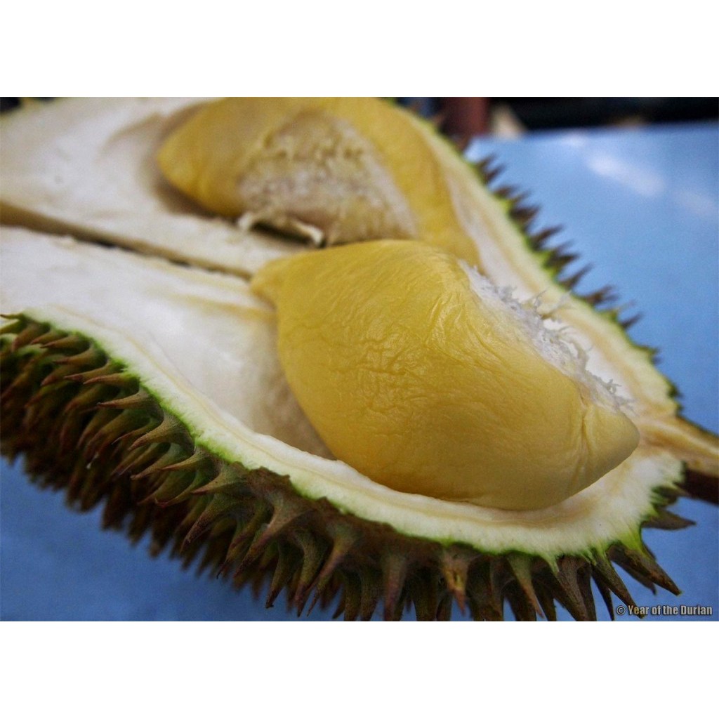 D24 Durian For Home Delivery In Singapore By Durian Club Singapore