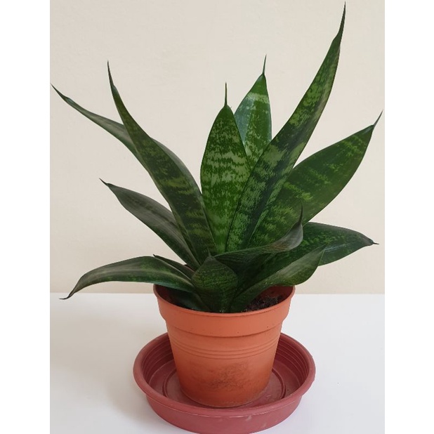 Sansevieria Trifasciata Hahnii Almost Flawless Shopee Singapore