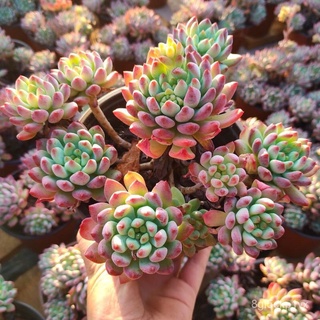 Succulents Group Life Multi-Headed plant Old Pile One Year Growth Expensive多肉 群生 多头植物 老桩 生长一年期 贵货00