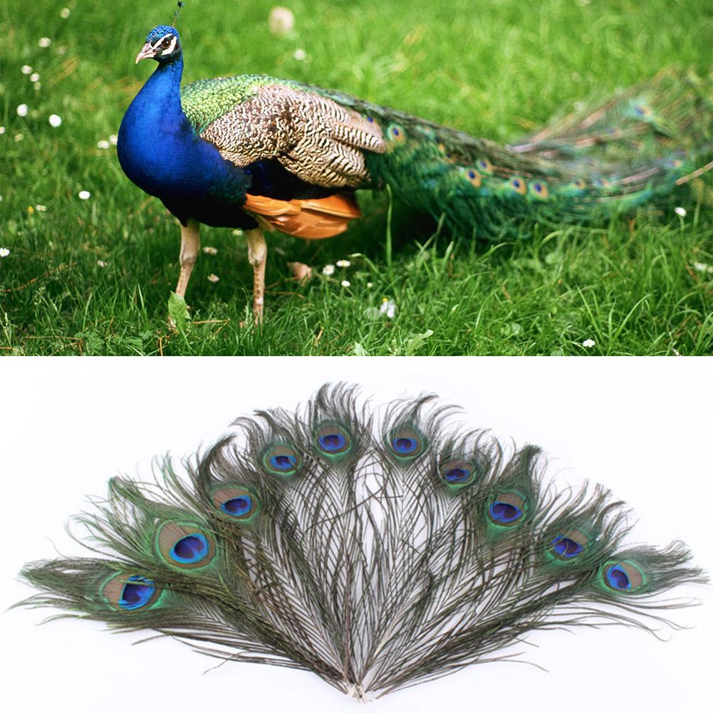 10pcs Natural Peacock Tail Feathers Wedding Festival Party Home