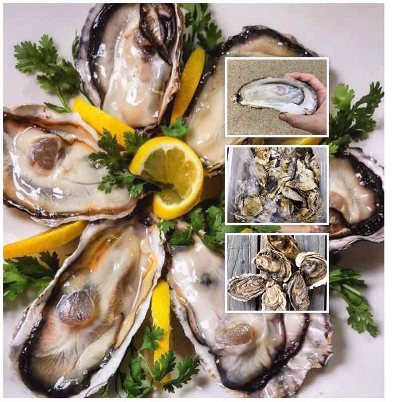 Frozen Japanese Hyogo Oyster sashimi Grade 10pcs Shopee Singapore