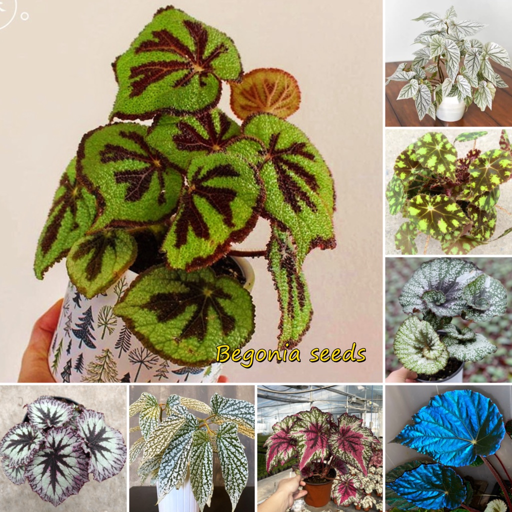 50 Seed Per Pack Begonia Seeds/Hosta Plantaginea Seeds Color Snail