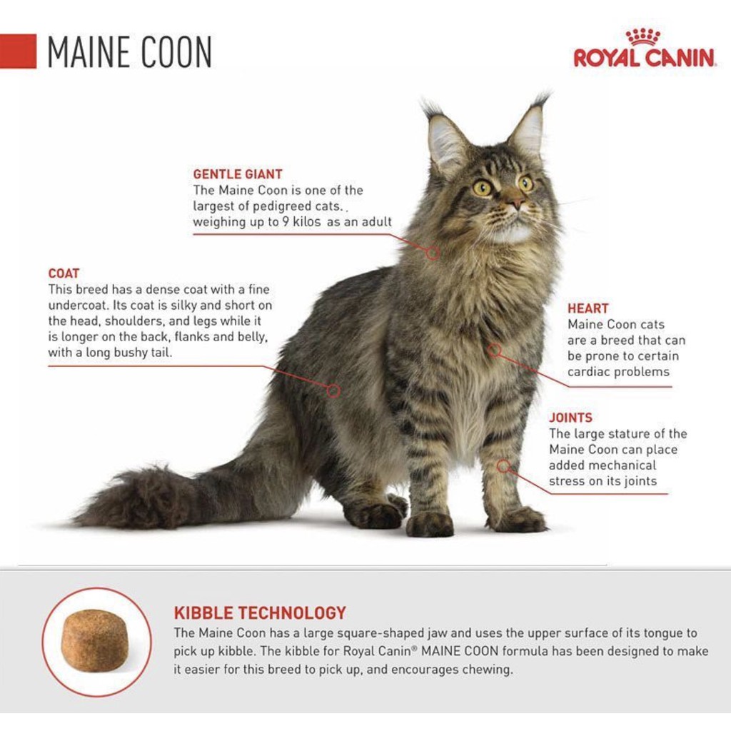 Royal Canin Adult Kitten Maine Coon Shopee Singapore