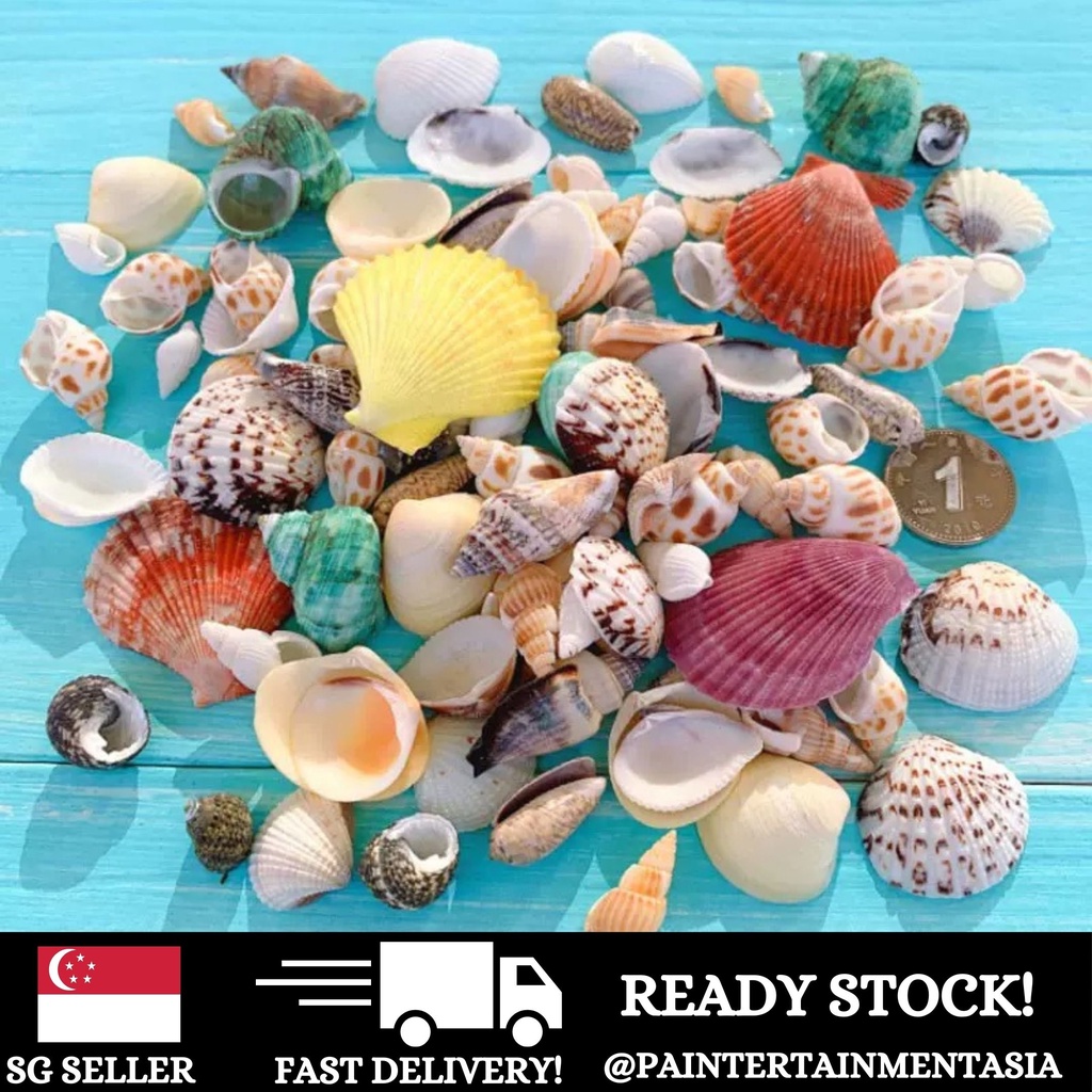 Sg Seller Pack Of 10 Assorted Natural Seashells Sea Shells Sea