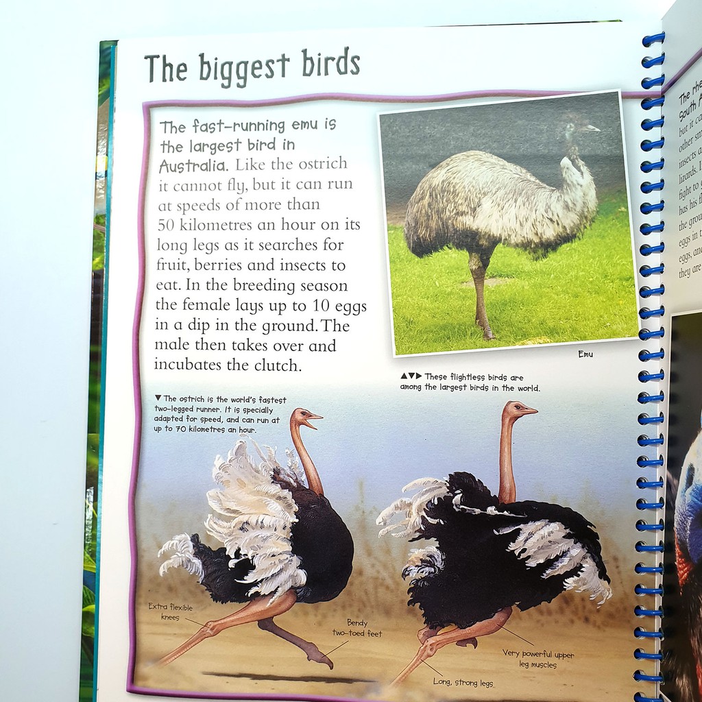 Ready Stock] (Aged 9-99) Amazing Birds Fact Files by Miles Kelly /  Hardcover Children Book | Shopee Singapore