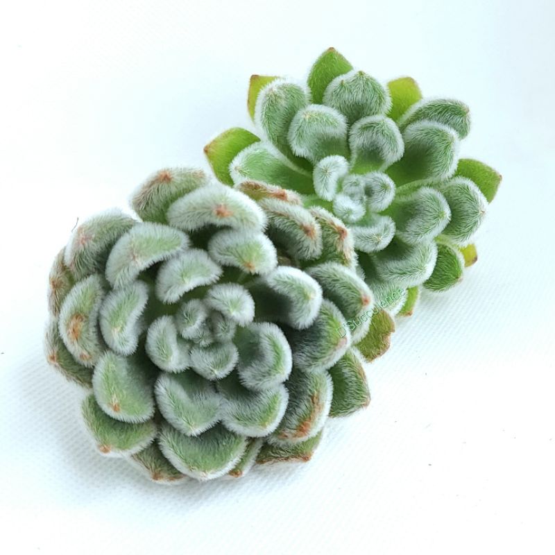 Echeveria Setosa aka Mexican Firecracker - rare Korean Succulent ...