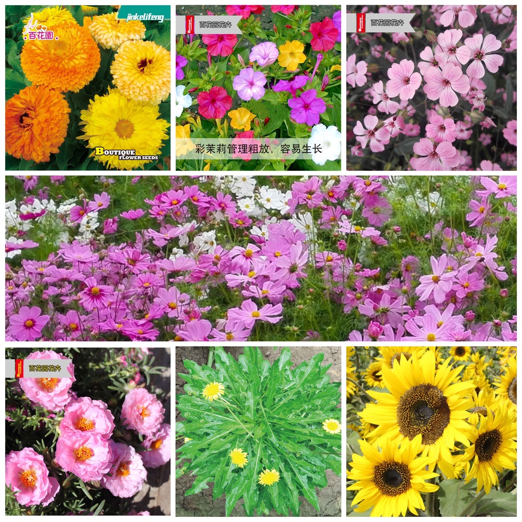 flower seed/seeds/garden flower seeds/vegetable seed