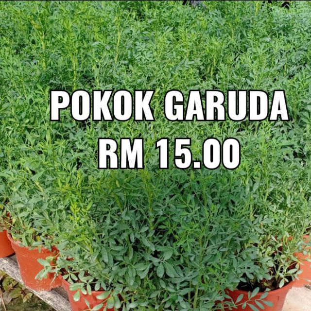 Pokok Garuda 150potted Shopee Singapore