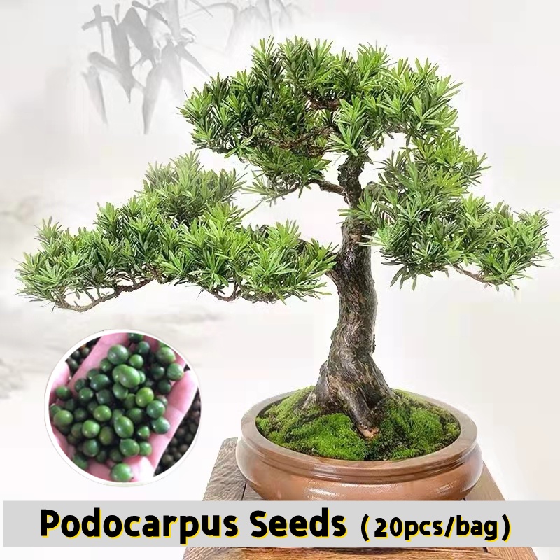 [Easy To Grow In Singapore] 20 Pcs Mixed Podocarpus Seeds Indoor Plants Bonsai Tree Seeds Flower