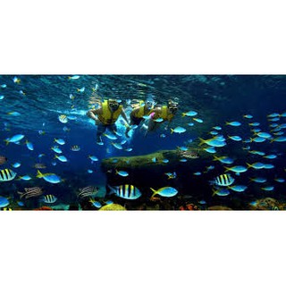 Sea Aquarium E-ticket | Shopee Singapore