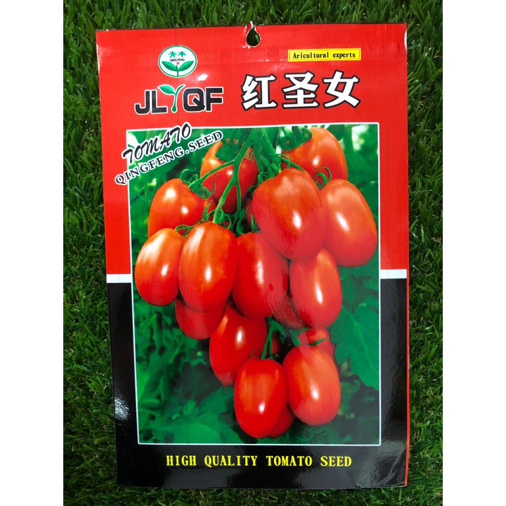 Small Tomato Seed Biji Benih Tomato China Shopee Singapore