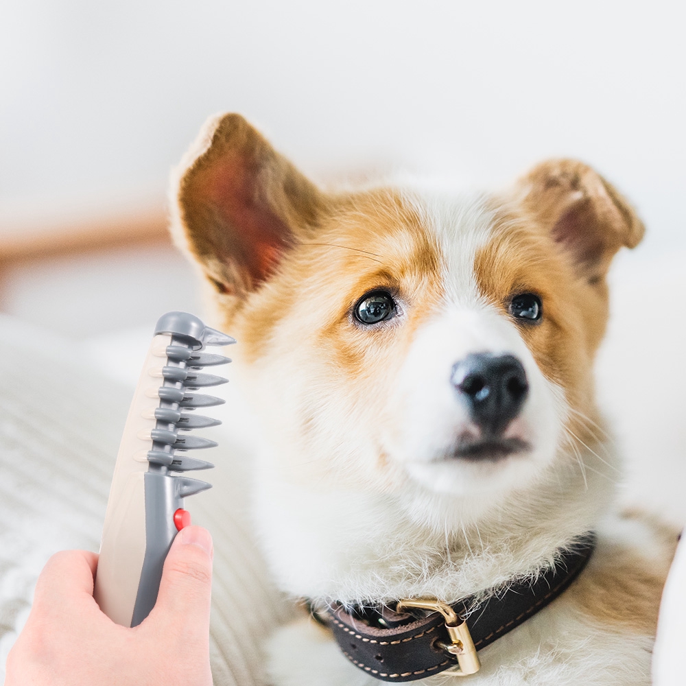 electric dog groomer