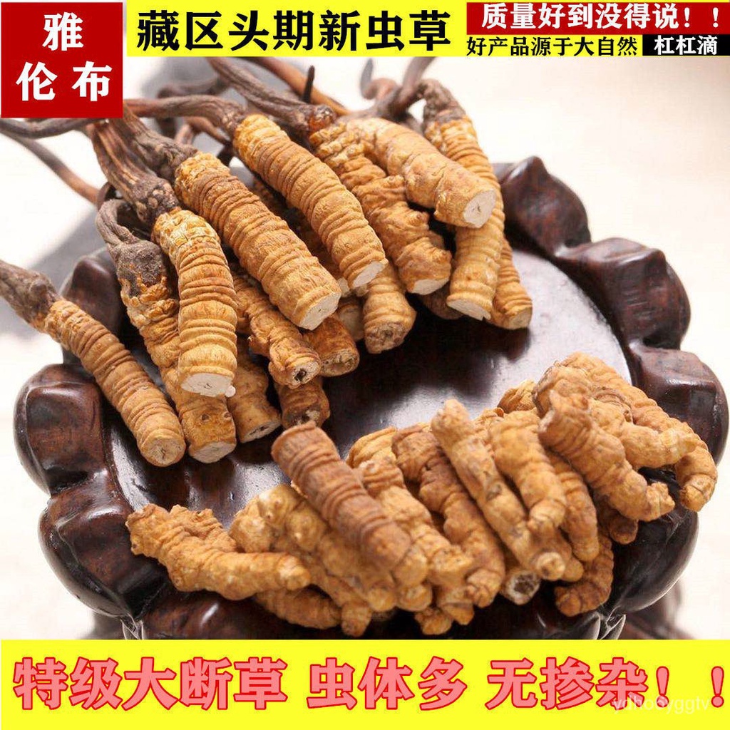 Cordyceps Sinensis 21新藏区冬虫夏草冬虫草虫草野生大根断草断虫草虫体多 Shopee Singapore