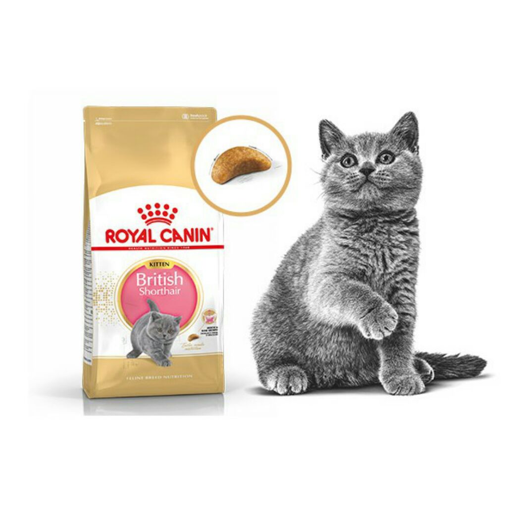 Royal Canin British Shorthair Kitten Shopee Singapore