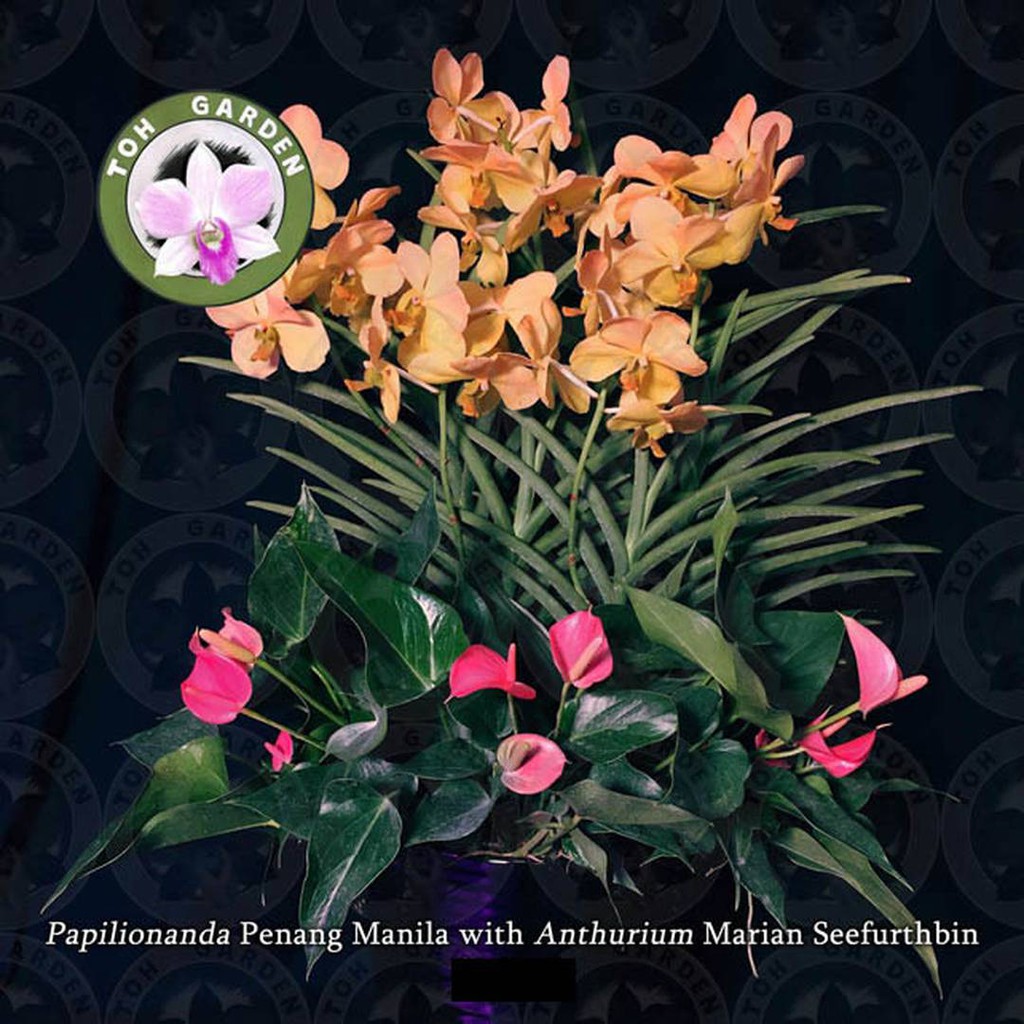 Papilionanda Penang Manila with Anthurium marian seefurth | Shopee