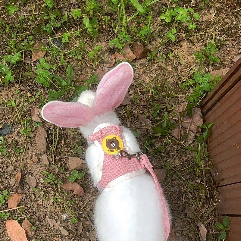 Rabbit Hand Holding Rope AntiEarning Vest Pull Rabbit Pulling Rope
