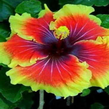 50pcs Bunga Raya Benih Mix Colour Bunga Raya Pelbagai Warna Gambar4 7 8 9 Hasil Dari Sealer Sendiri Bs5e Shopee Singapore