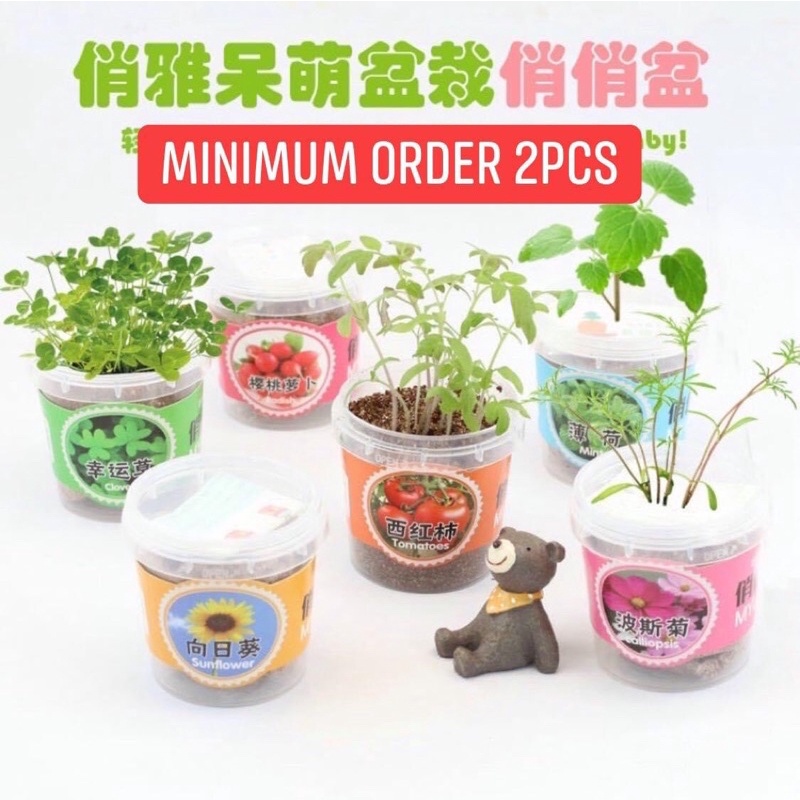[Local Stock][Gift Idea]Kids DIY Plant Kit Mini Plant Indoor/Outdoor