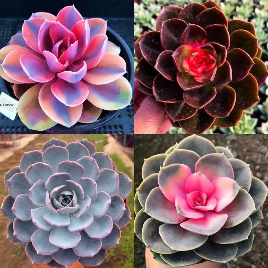 [Succulent] Rainbow Succulent Potted Plants Wholesale