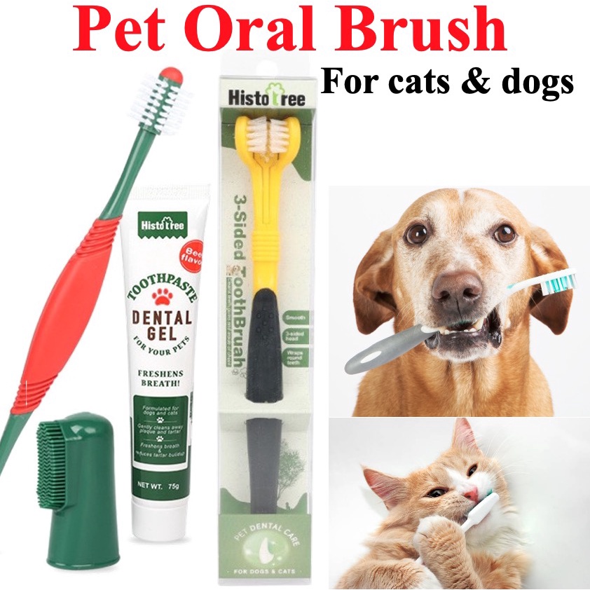 Are Cat Or Dog Mouths Cleaner