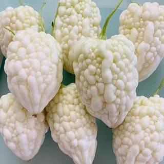 44 Crystal White Bitter Gourd Seeds 5pcs Free Postal Mail In Sg Shopee Singapore