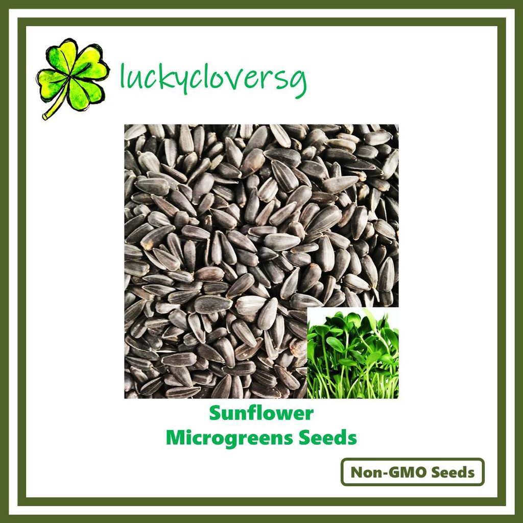 Sunflower Microgreens Microgreen Seeds Shopee Singapore