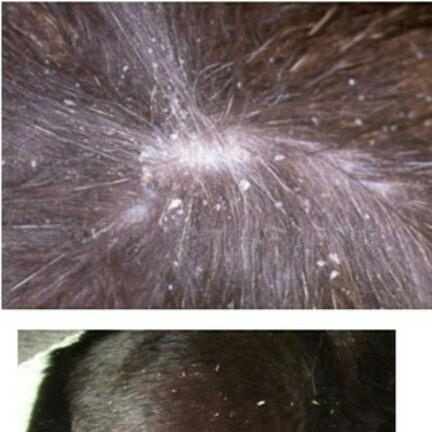 Ubat Fungus, Kurap And Kelemumur For Cats (mandian) - Triseb 