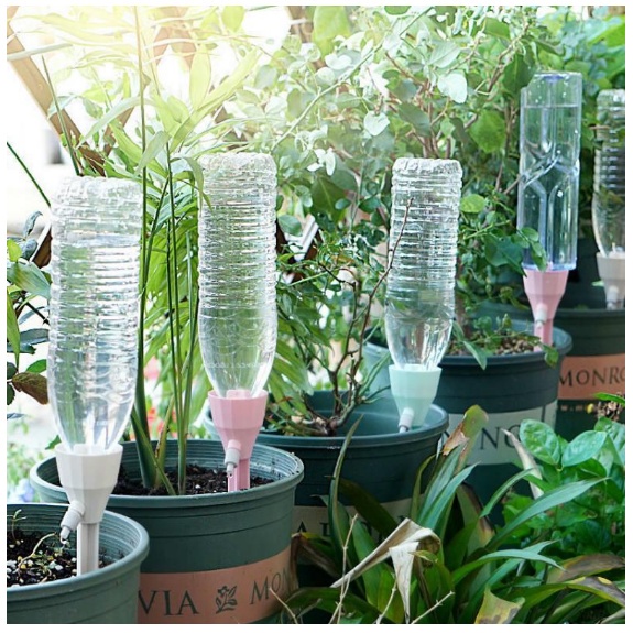 tomato plant cherry Tomato Seeds - Large Red Cherry Tomato Seeds