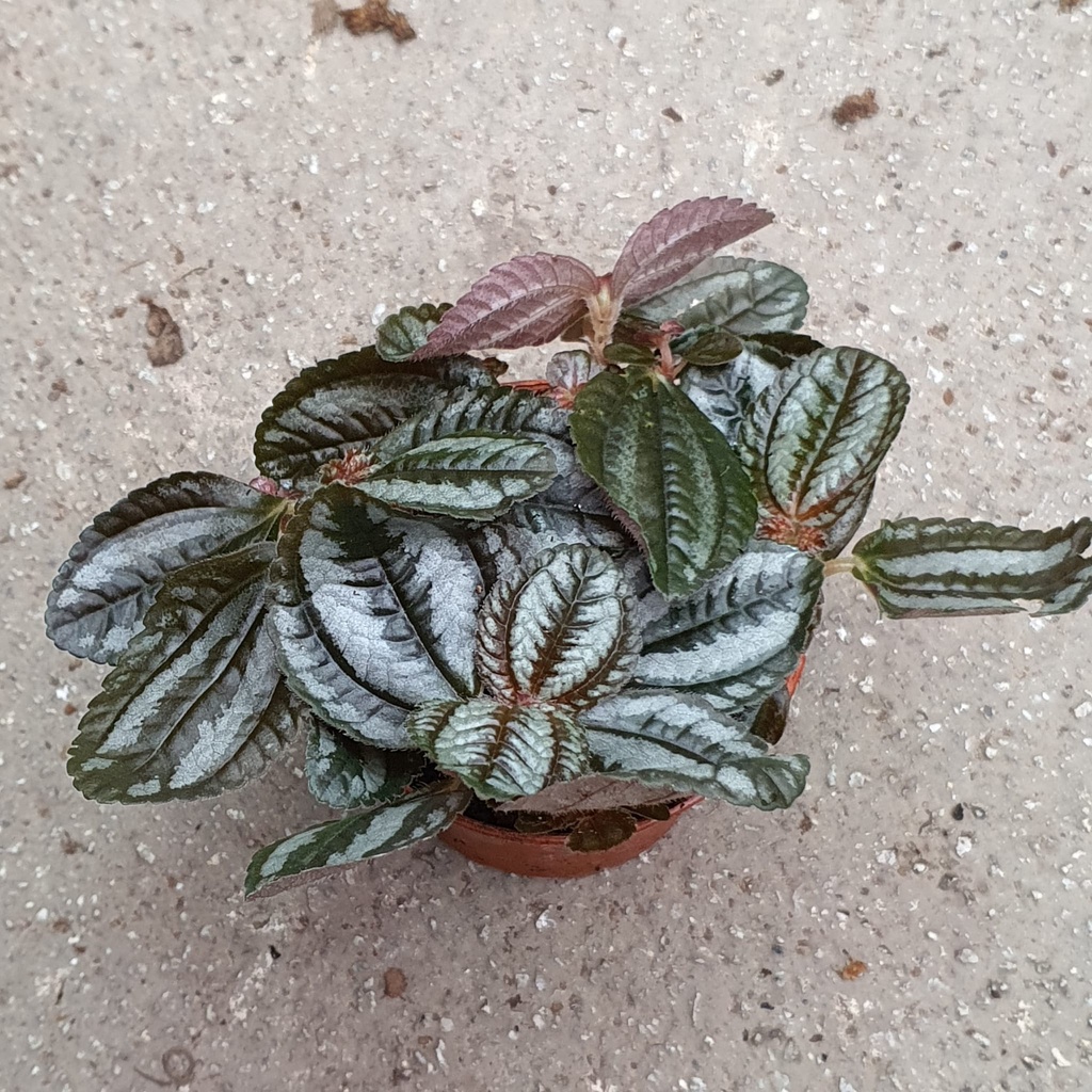 Pilea involucrata Pan Am (Friendship Plant) Very Small *Houseplant