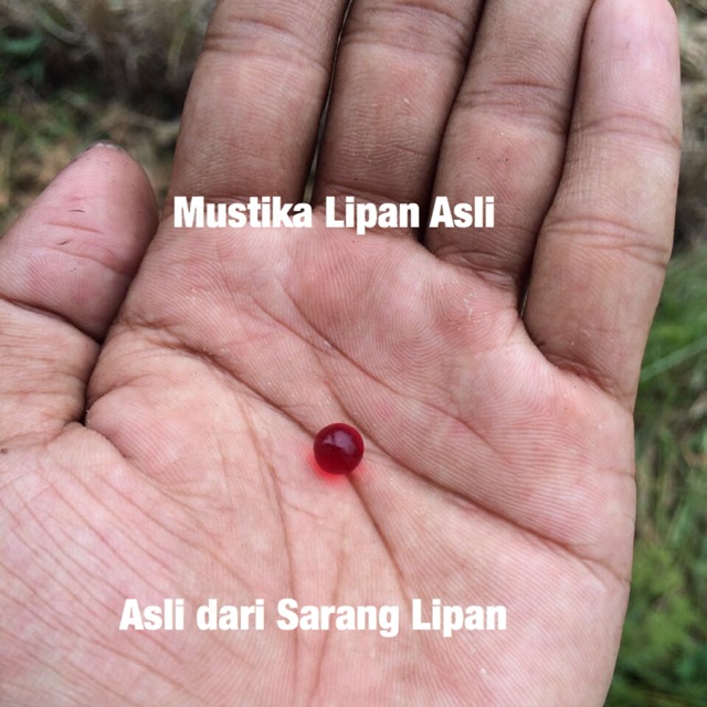 Genuine Centipede Geliga Stone Shopee Singapore