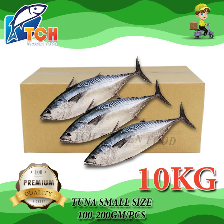 IKAN TONGKOL KECIL, TUNA SMALL SIZE, TCH FROZEN FOOD, FRESH FROZEN SEAFOOD, WHOLESALE SUPPLIER, FISH, SALMON