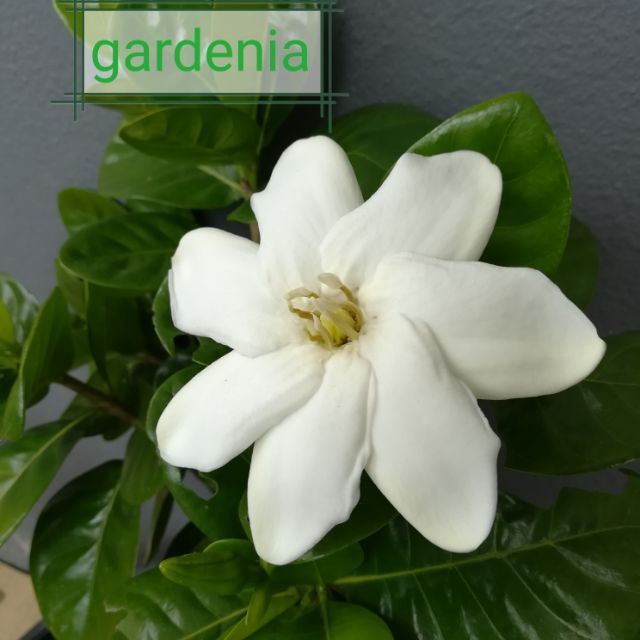 Bunga Gardenia Putih Wangi Fragrant Flower Shopee Singapore