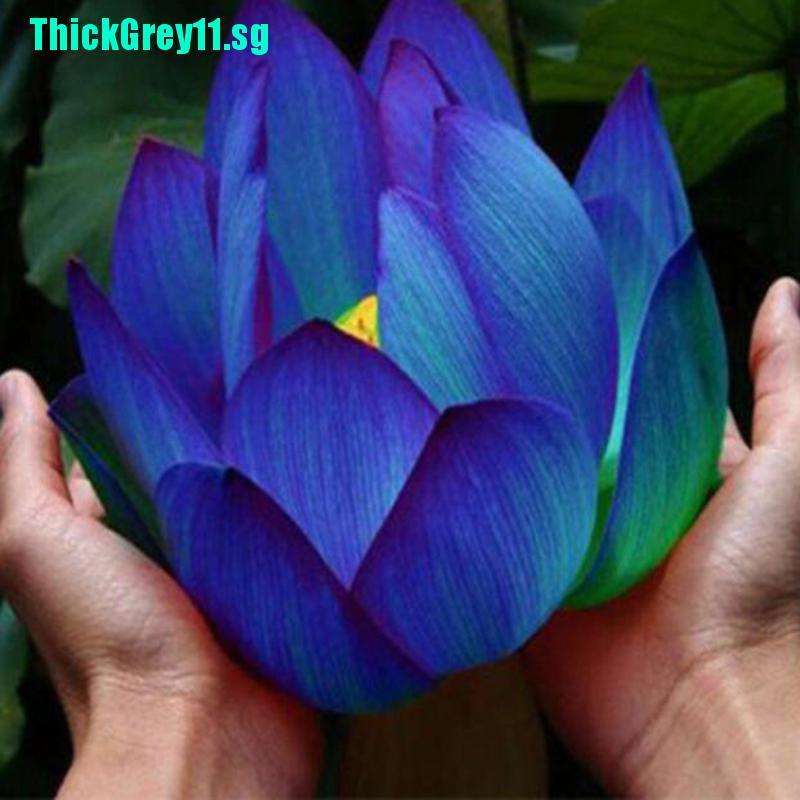 Thickgrey 10pcs Flower Seeds Blue Lotus Seeds Aquatic Plants Water Lily Plants Rare Lotus Shopee Singapore