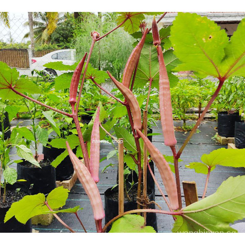 15pcs Benih Bendi Merah Red Lady Finger Red Okra Seeds Regx Shopee Singapore
