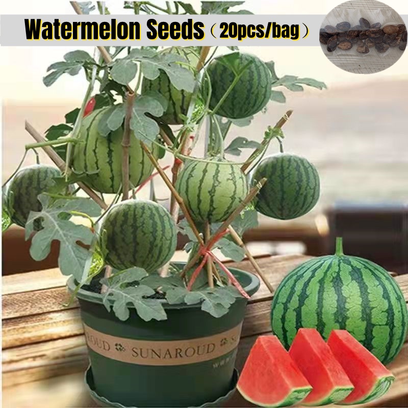 [Easy To Grow In Singapore] 20pcs Edible Dwarf Watermelon Seeds Fruit
