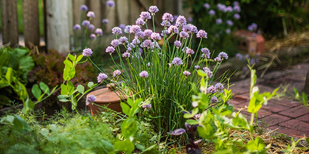June.Xi Home & Garden, Online Shop | Shopee Singapore