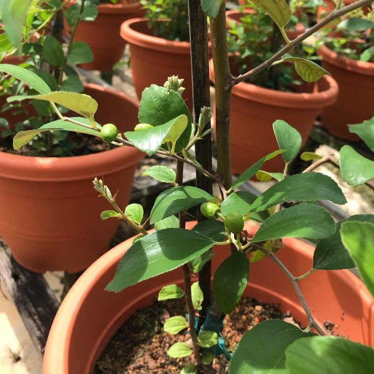 Jujube Plant Shopee Singapore