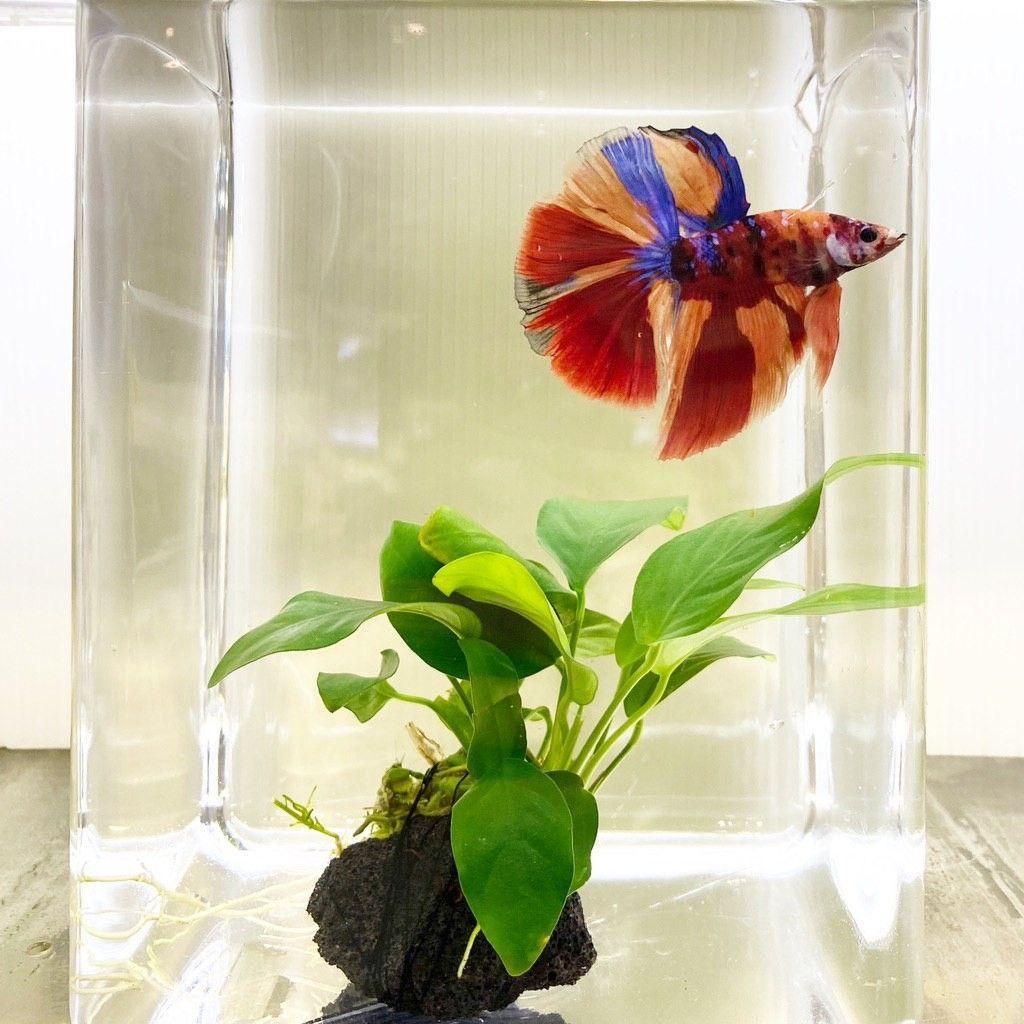 Why Betta Bowls Are Bad Aquariadise atelieryuwa.ciao.jp