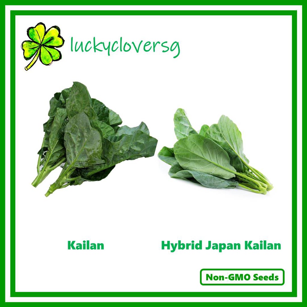 Kai Lan Chinese Kale Chinese Broccoli Kailan Japanese Kim Poh Cai Seeds From Sg Shopee Singapore