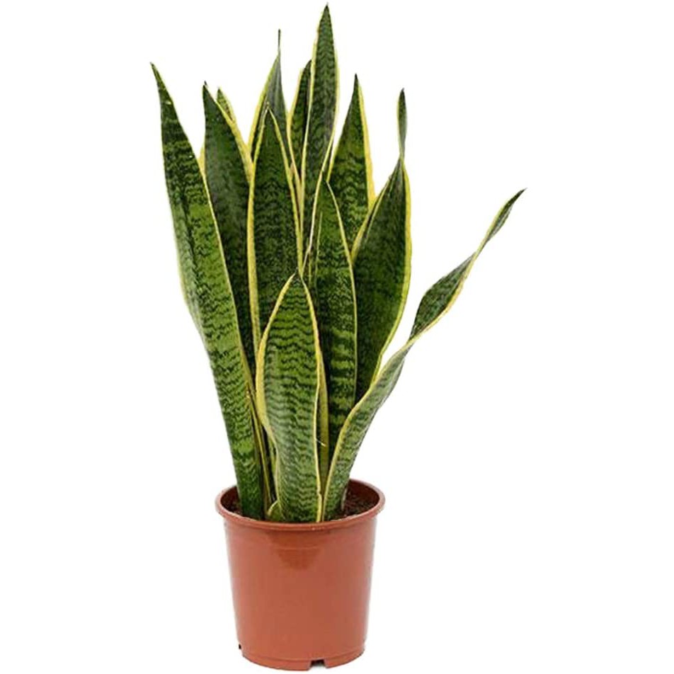 Sansevieria Trifasciata Laurentii Mother In Law S Tongue Snake Plant 0 5m Air Cleaning Plant Shopee Singapore