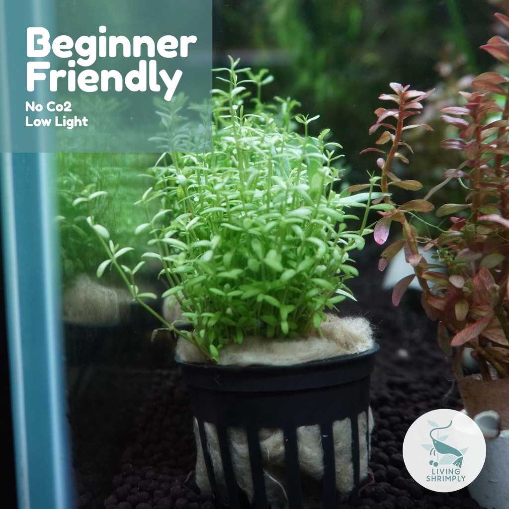 [Live Aquatic Plant] Microcarpaea Minima Submersed Potted Shopee