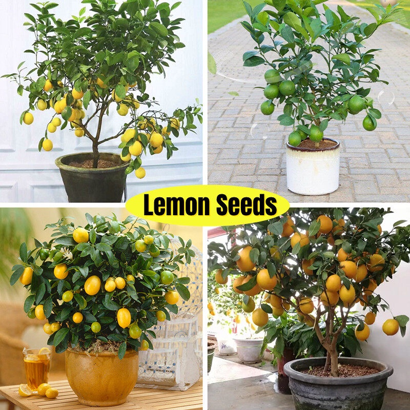 [Easy To Grow In Singapore] 20pcs Dwarf Lemon Tree Plant Seed for Sale Rare Fruit Seed Fruits In