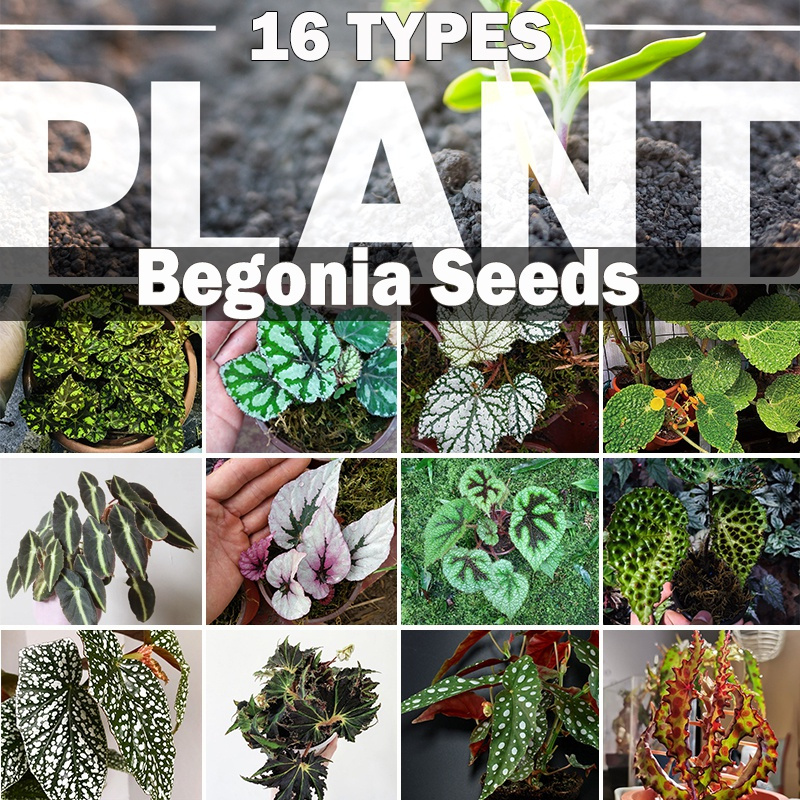 20pcs 16types Rare Plant Begonia Seeds Bonsai Plant Seeds For Garden Decorationr1 Shopee Singapore