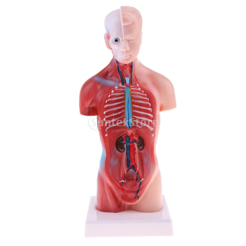 Learning Resources 28cm Human Torso Body Model W 15pcs Viscera Anatomy Toys Shopee Singapore