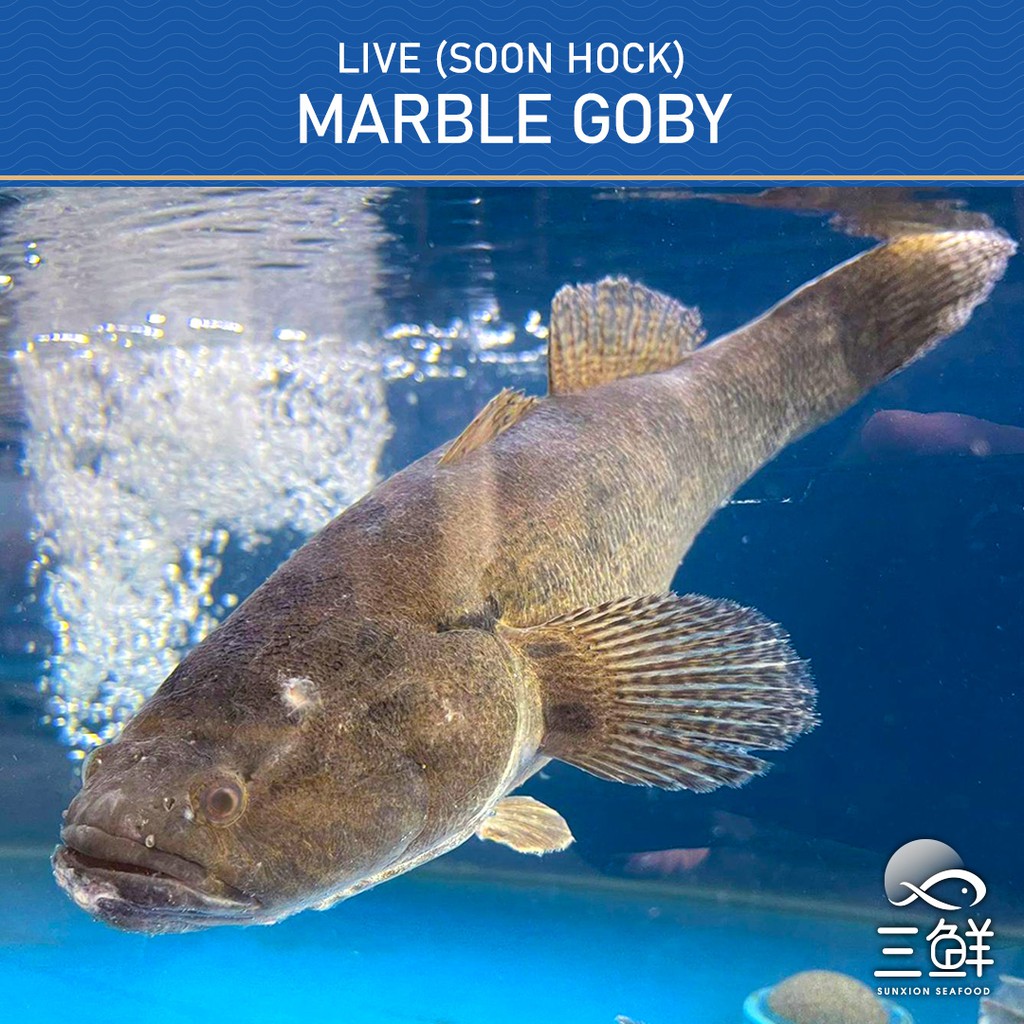Live Marble Goby 700900G (Soon Hock) Shopee Singapore