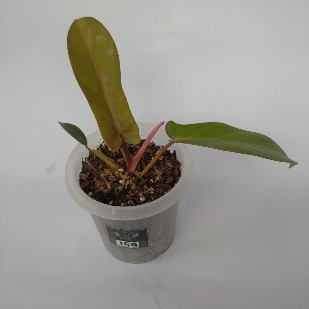 Philodendron Florida Bronze Y 231 Shopee Singapore