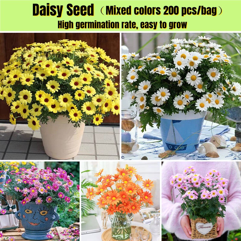 200 Seeds Color Mixing Bonsai Daisy Seeds for Planting Butter Daisy