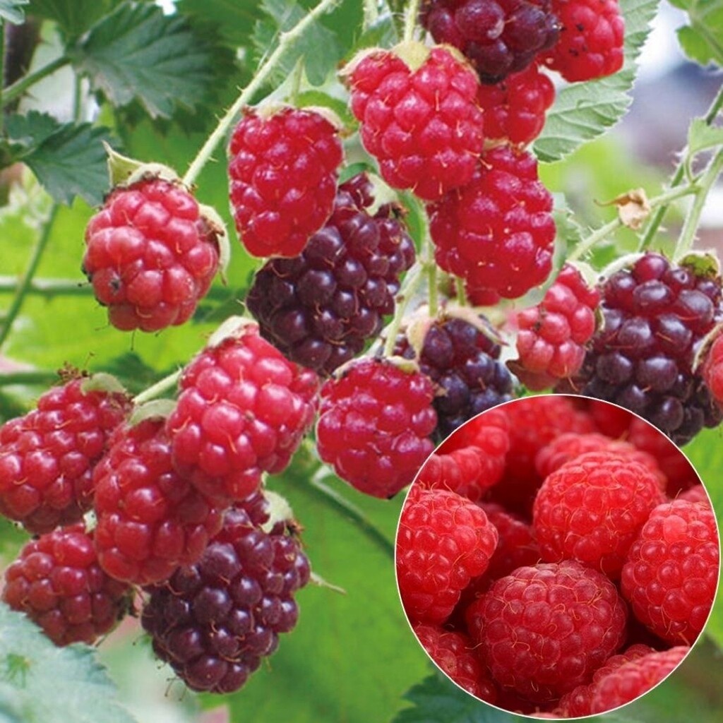 Good Quality Raspberry Fruit Seeds Bonsai Fruit Tree Seeds Live Plants