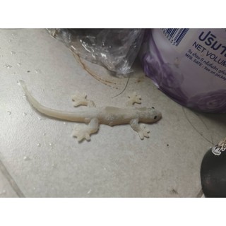 fake lizard Cat Prank Slave Must Have To Decorate The Garden Make Your Look Natural. Like There Is A Real