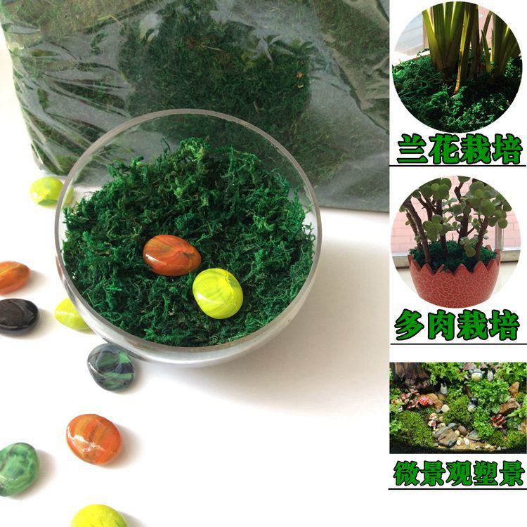 Bunga lumut lumut hijau waterweed rumput pasu hiasan Bunga lumut lumut hijau waterweed rumput pasu hiasan